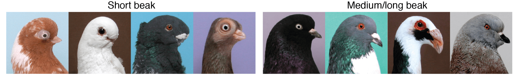 Representative images of individuals representing short beak