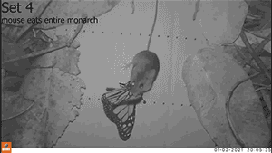 brief video of a mouse eating a monarch butterfly
