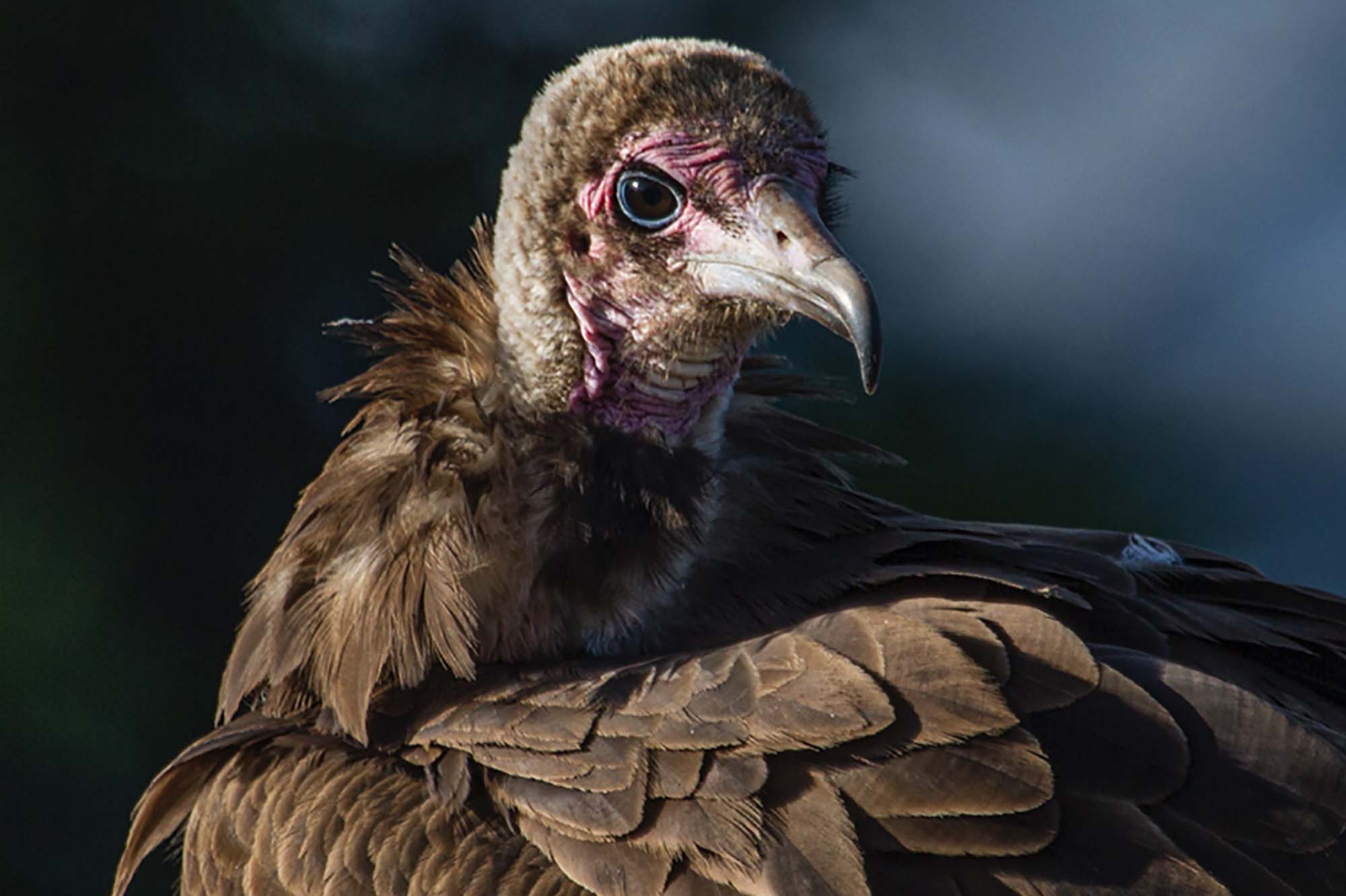 Why we need vultures - Vulture Conservation Foundation