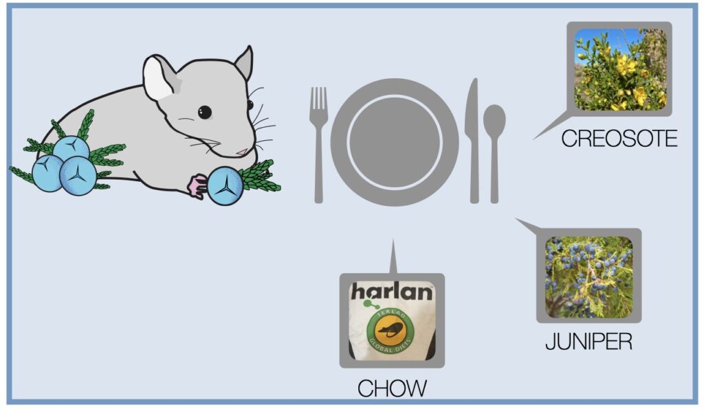 Metabarcoding for characterizing wild animal diets – School of Biological  Sciences