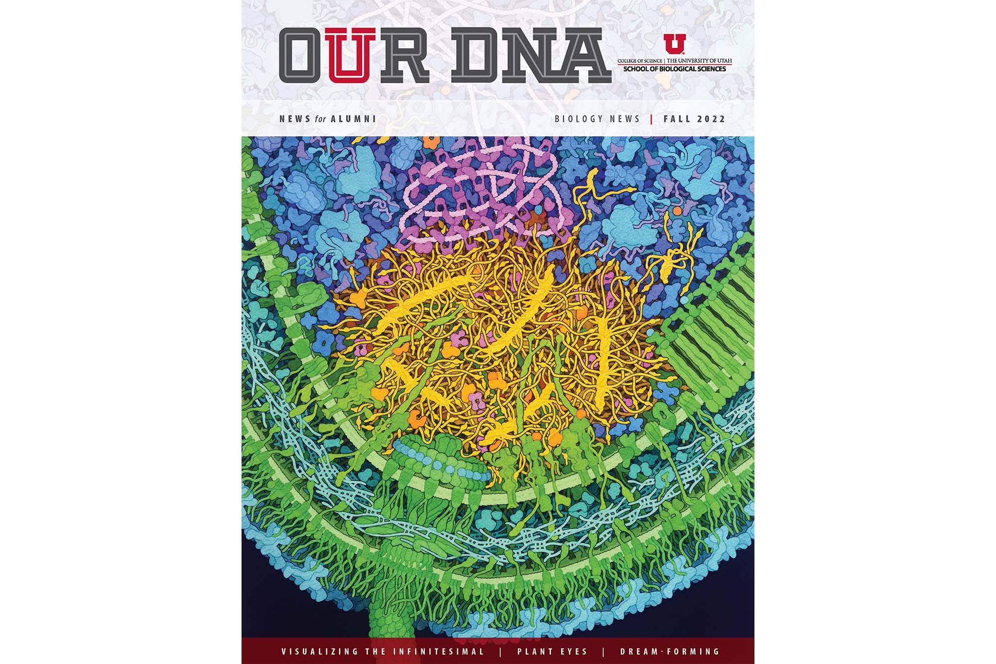 Cover of the Fall 2022 issue of OUR DNA, featuring an brilliantly colored and detailed illustration of a condensate by David S. Goodsell and Karen Lasker.